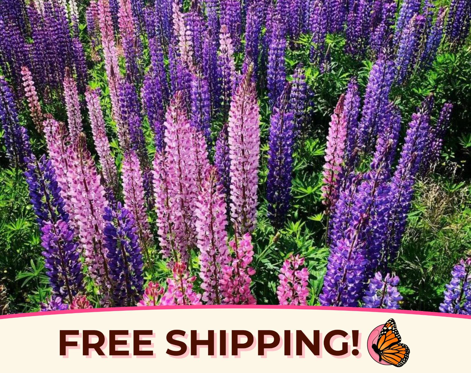 140+ Lupine ‘Russell’ Seeds | Perennial Flower Garden Plant Seed Packet, USA