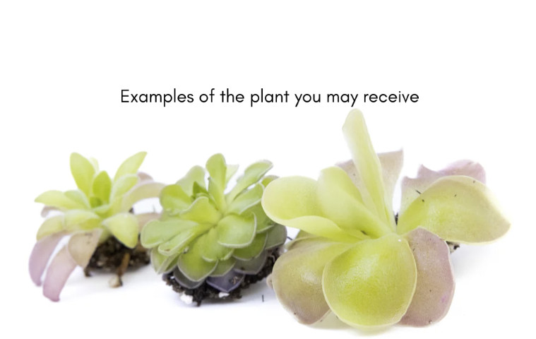 Mexican Butterwort Pinguicula – Live Carnivorous Plant Grower’s Choice