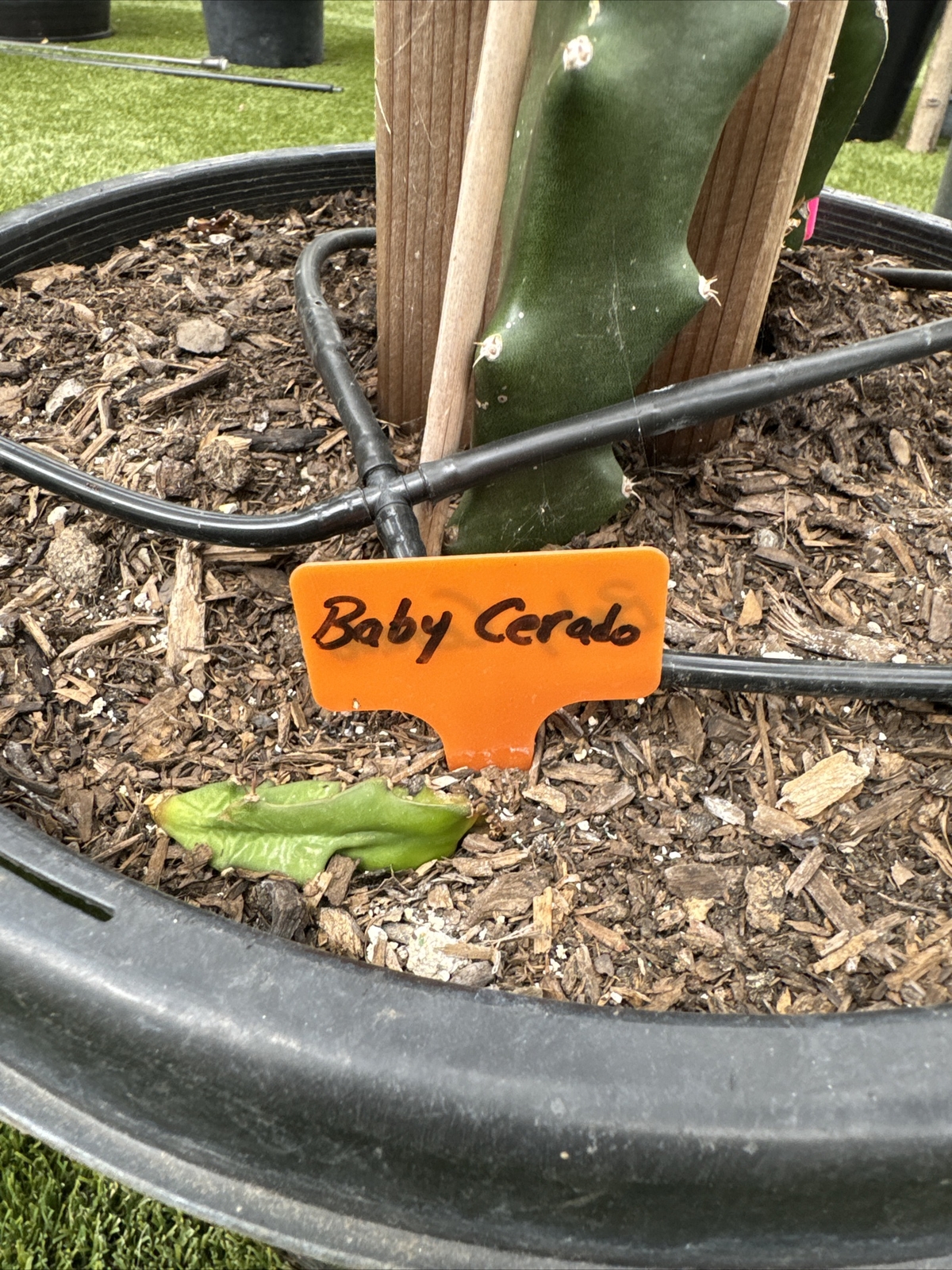 Baby Cerado , Dragon fruit cutting 8″-12″