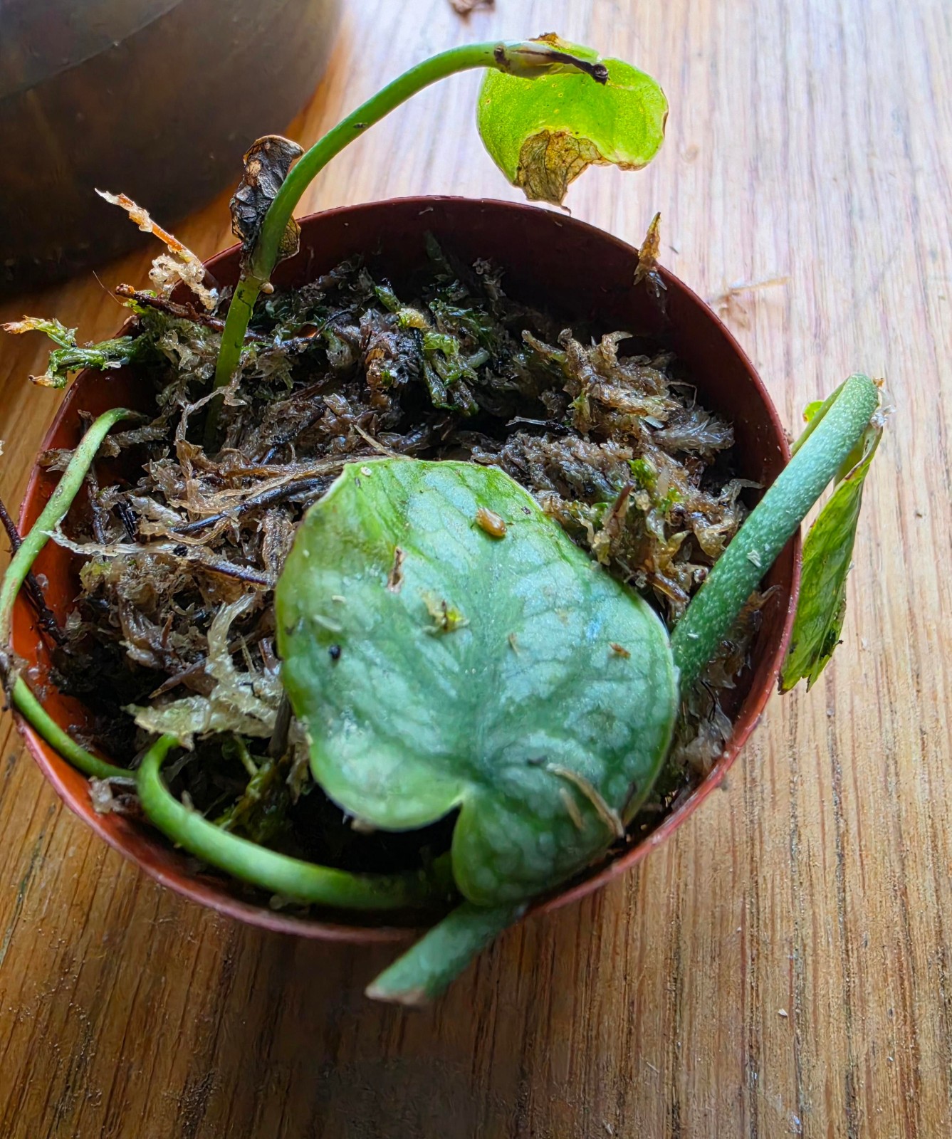 Monstera Dubia with roots at least 2 Leafs 2 Nodes plant Us Seller BEAUTY
