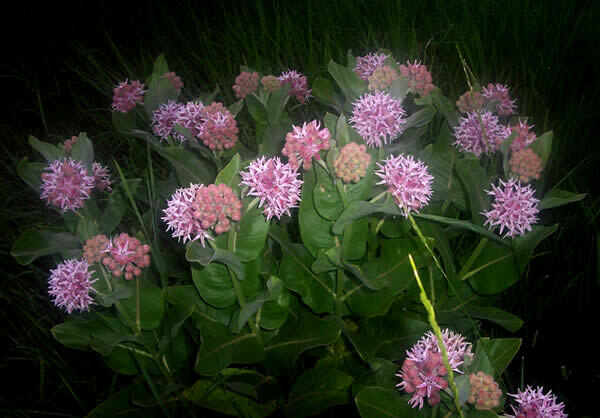 50+ Showy Milkweed Seed, FOOD FOR BUTTERFLIES AND HUMMINGBIRDS, Only Fresh Seeds