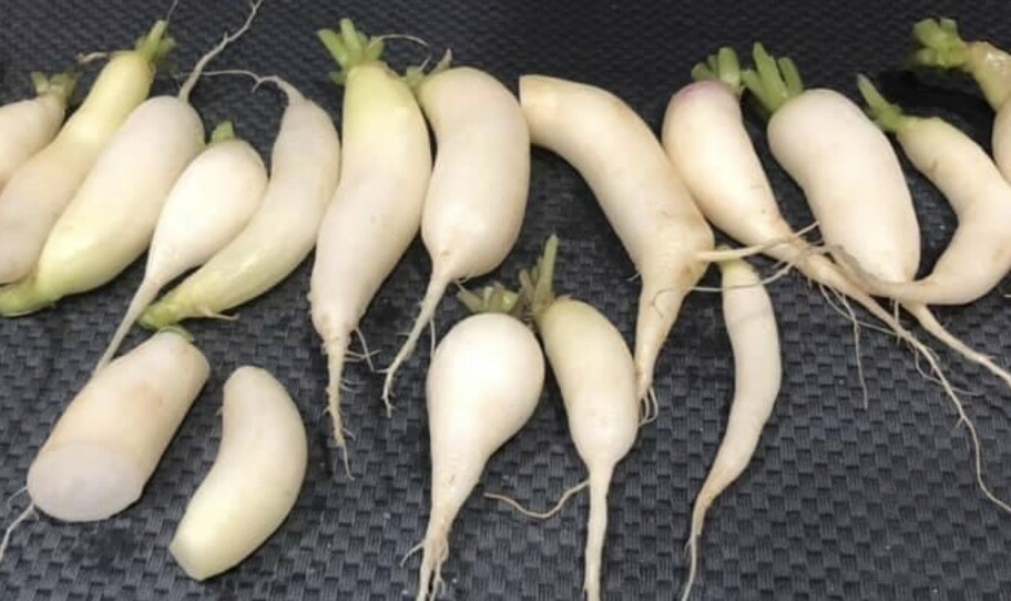 White Icicle Radish | Heirloom | Organic