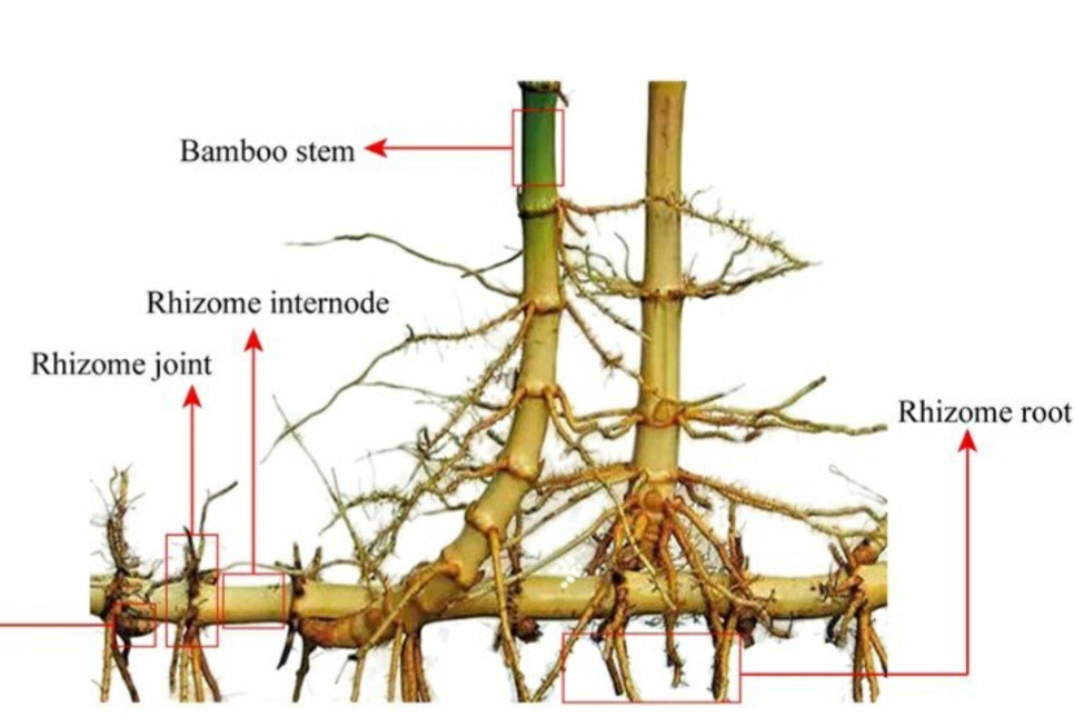 Black Bamboo True Phyllostachys Nigra Live Rhizome Bare Root Starter Plant
