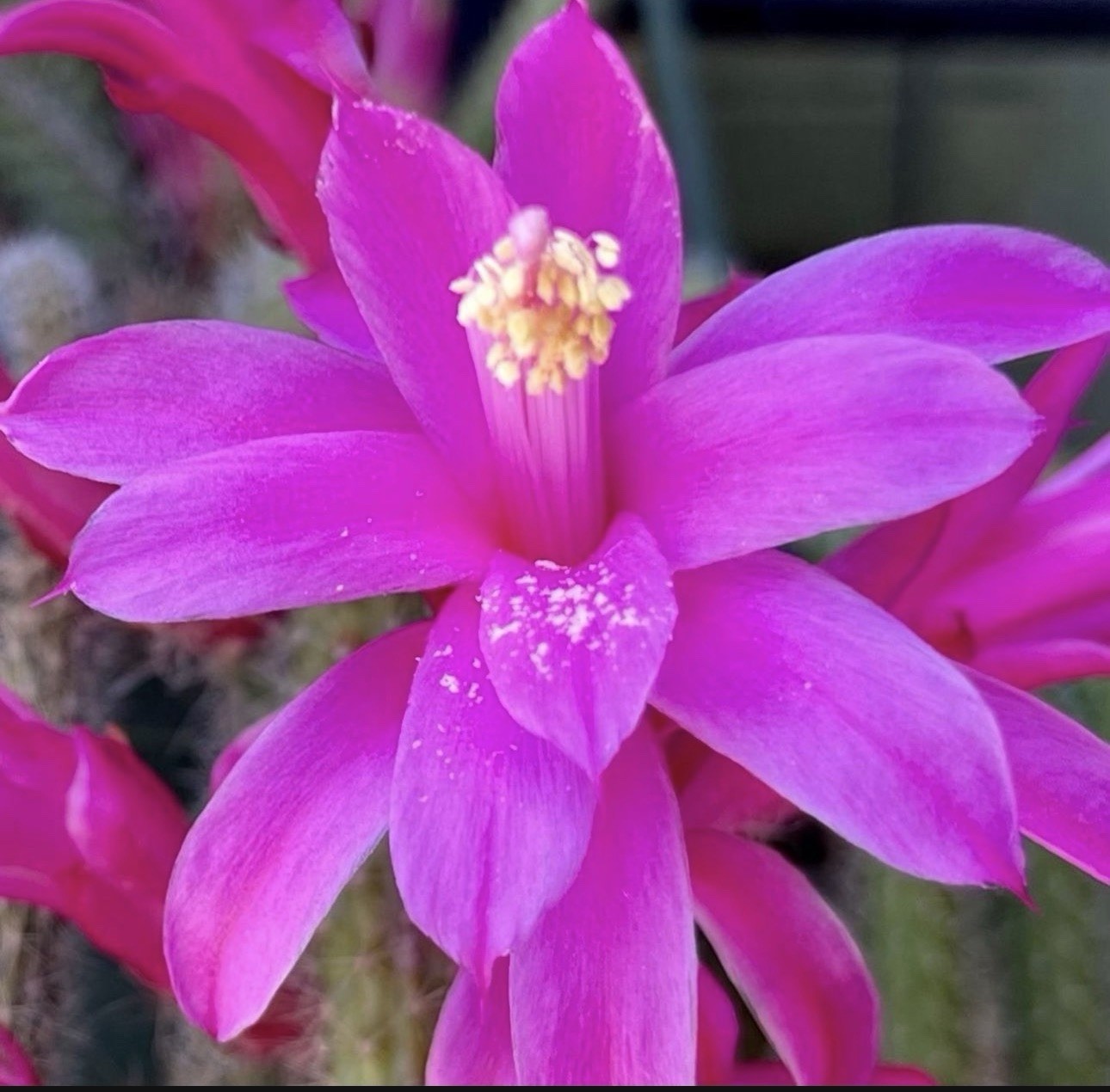 10 +2 Mystery Color NOID Epiphyllum Orchid Cactus Cuttings, 7-10in. Long