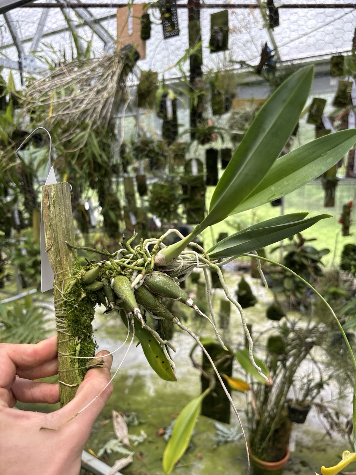 Encyclia mariae In Bloom Choice Fragrant Orchid Species