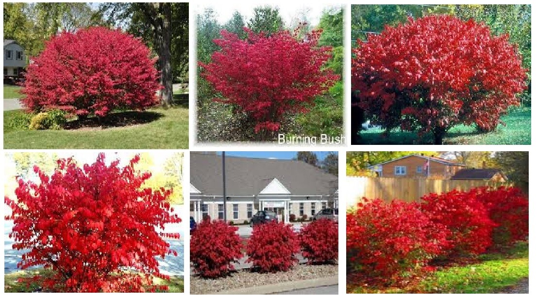 Red Burning Bush or Shrub ~ Shows Beautiful Fall Foliage ~ 50 Seeds USA Seller
