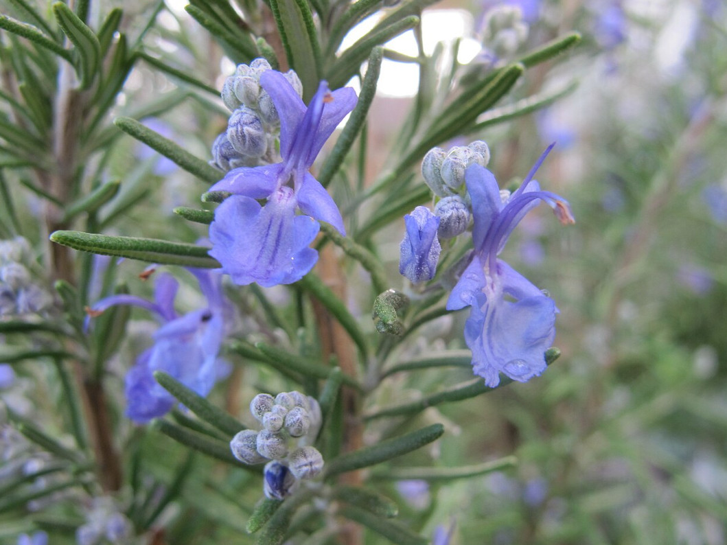 Live Rosemary Plant – Approx. 12 Inch Height – Aromatic Culinary Herb