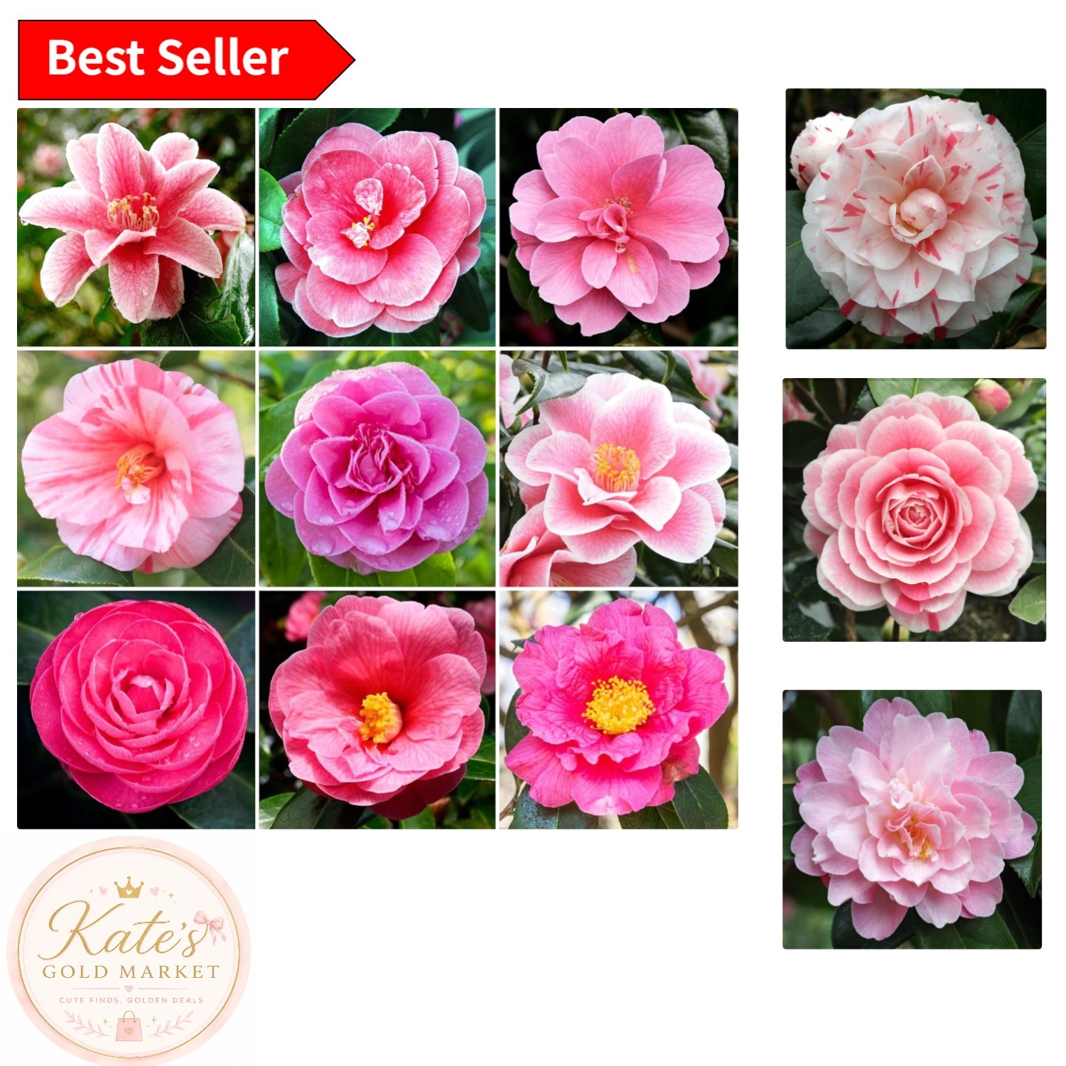 Easy-Care Camellia Seed Set – 20+ Delightful Flowers for -Round Color