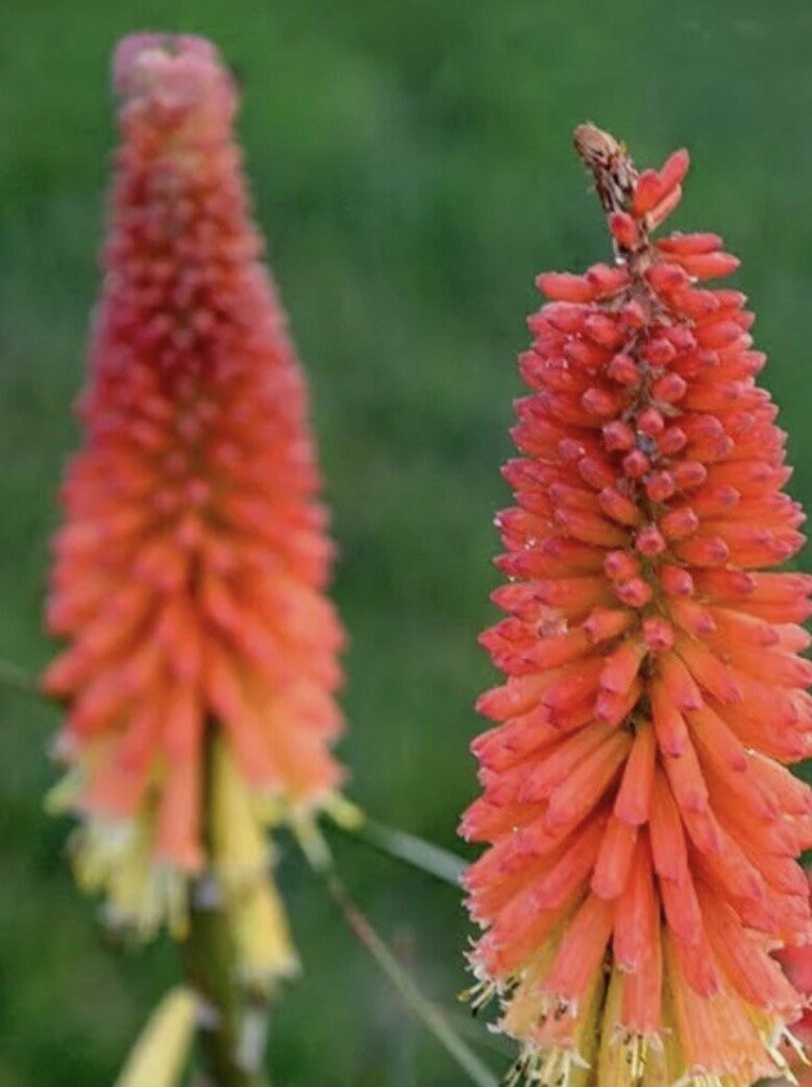 Red Hot Poker Seeds Kniphofia uvaria NJ USA See My Store For Largest Selection