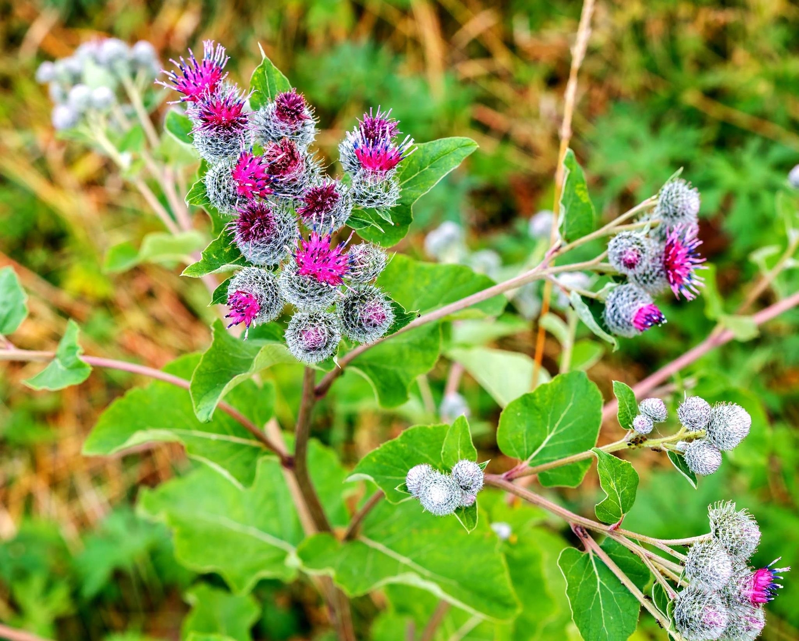 50 Greater Burdock Root Seeds to Plant – Arctium lappa