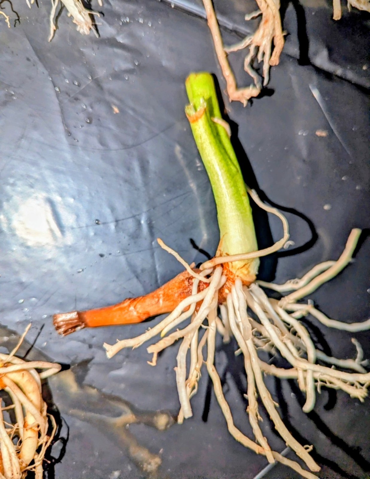 10 Small Dwarf Elephant Ears Live Starter Roots Tropical Patio Pot Garden Plant