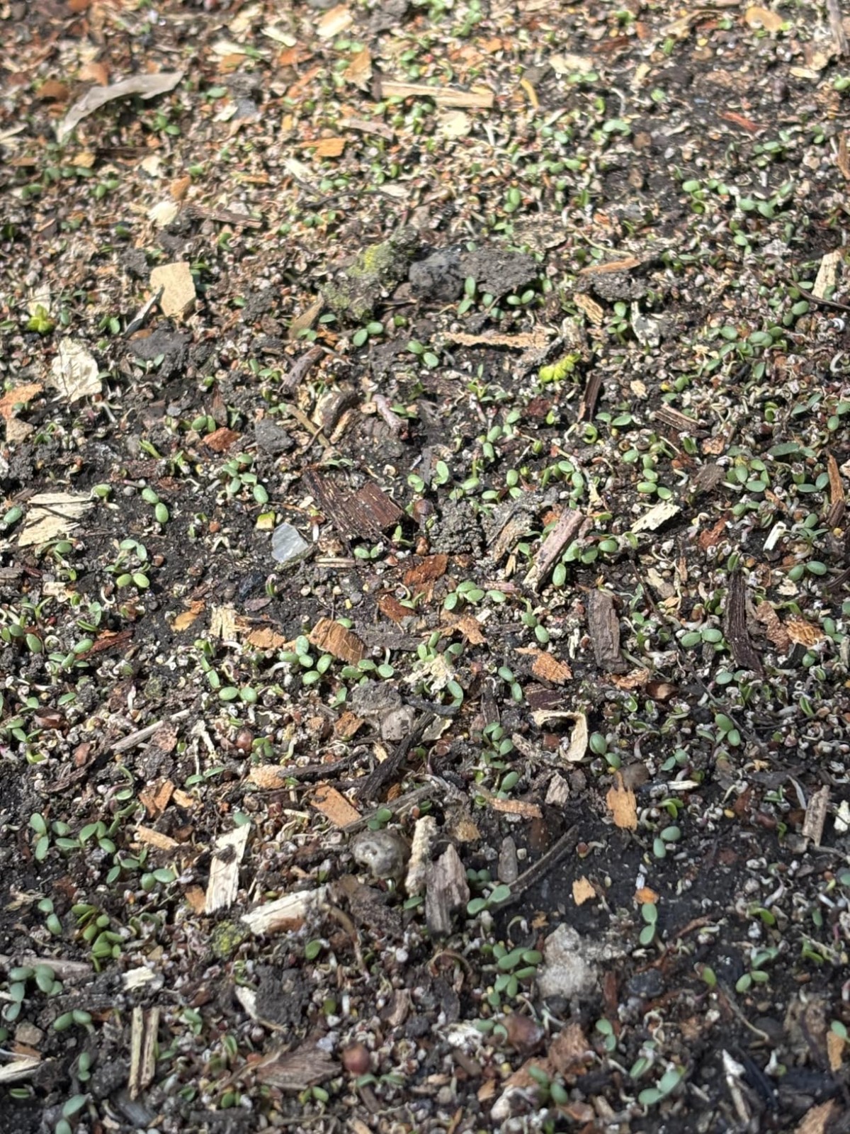 Nitrocoated White Clover Seed – 2 Lbs for Ground Cover & Soil Health Boost