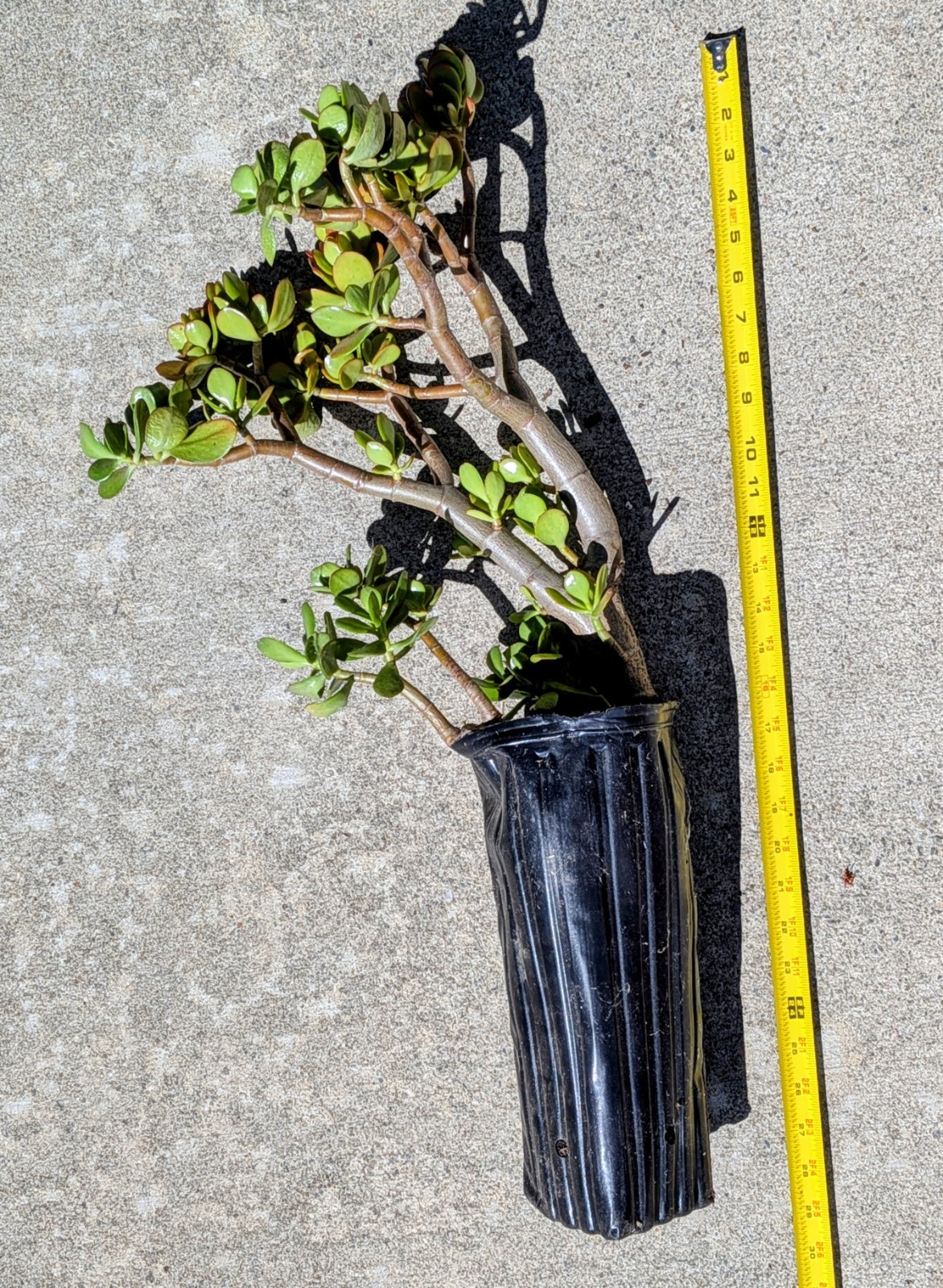 U Pick Any One Crassula Ovata 28″H~30″H Jade Plant Tree Stumps In 12″H Tree Pots