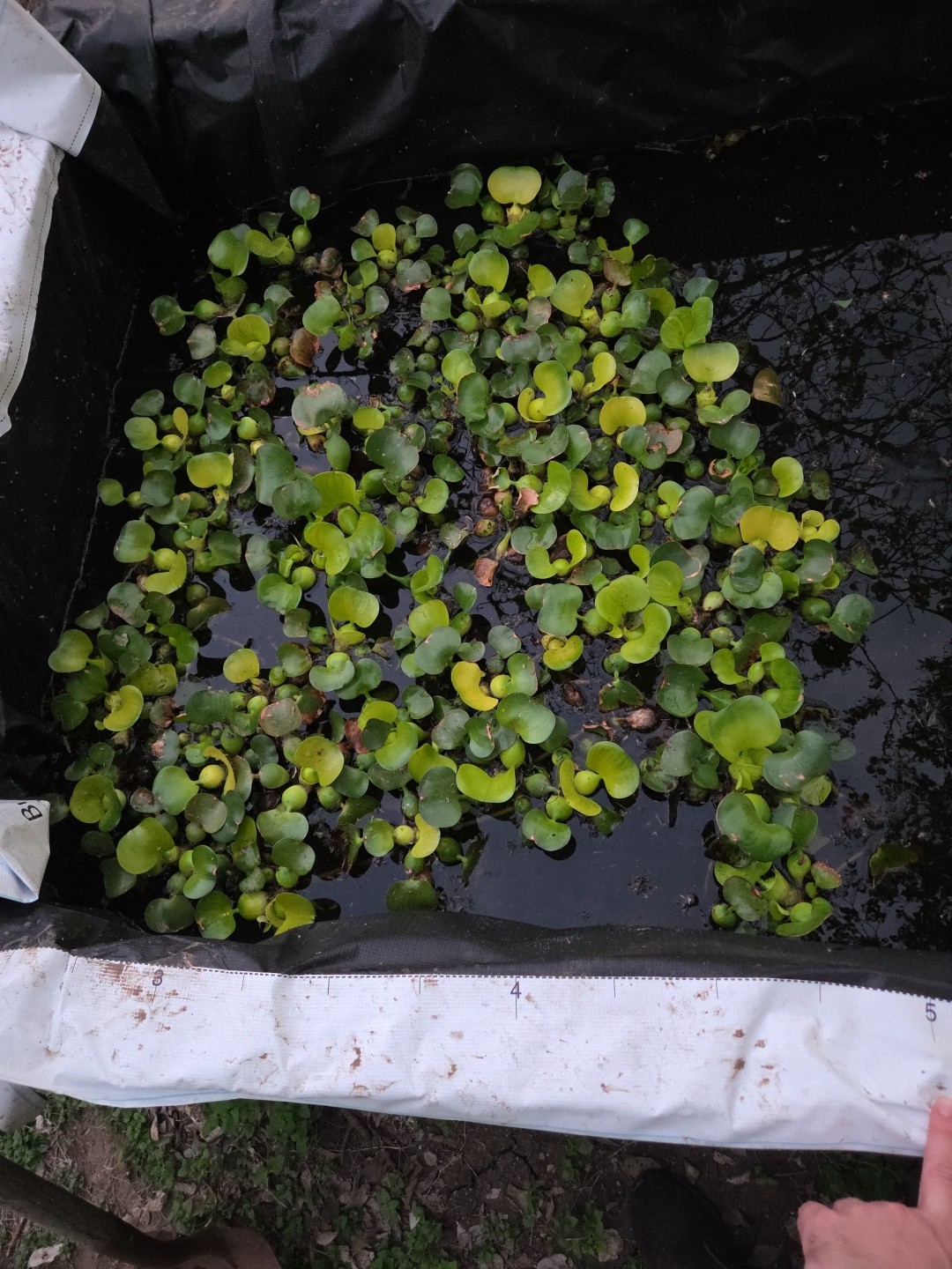 300 Plants Water hyacinth UPS 3DAY