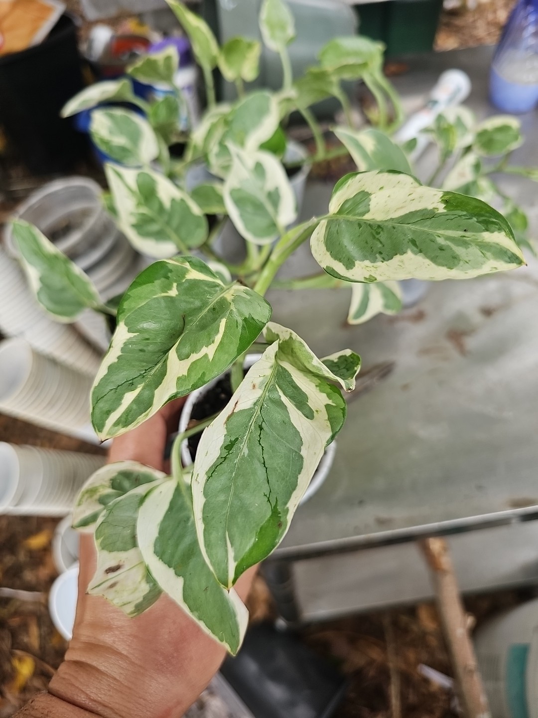 Rooted Pothos N Joy Pearls and Jade Ivy Vine Live Plant in 2,5”pot Variegated
