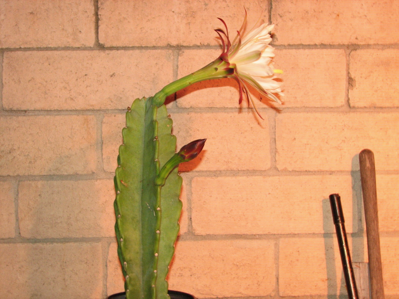 16 1/2 in tall, 5 1/2 in wide Cereus columnar cactus plant