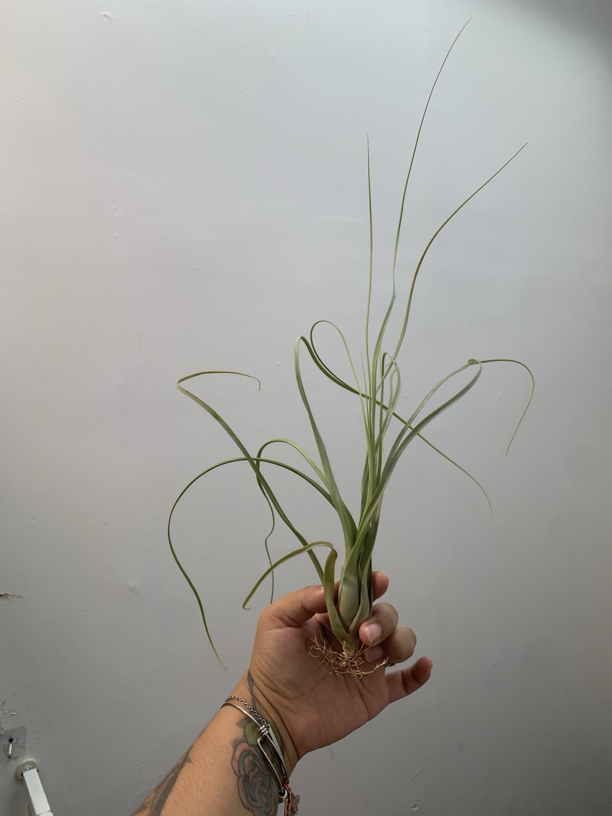 Tillandsia/Air Plants. Giant Tillandsia perfect for any space 9-11”