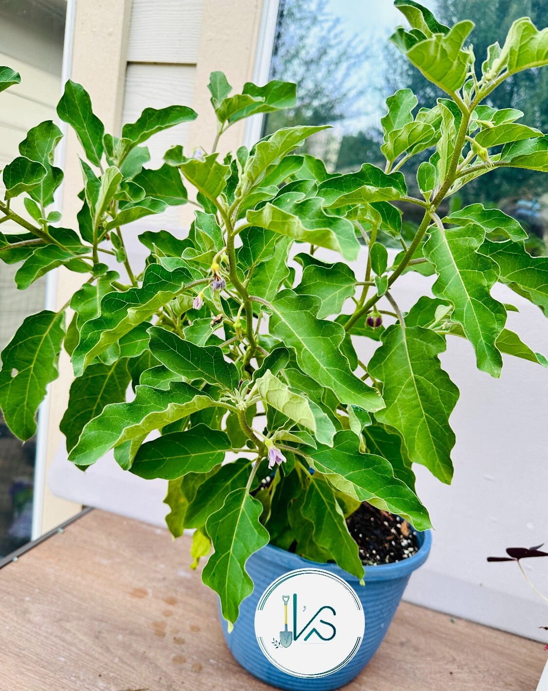 100+ PCS ROUND MINI PURPLE EGGPLANT SEEDS, HẠT CÀ PHÁO TÍM
