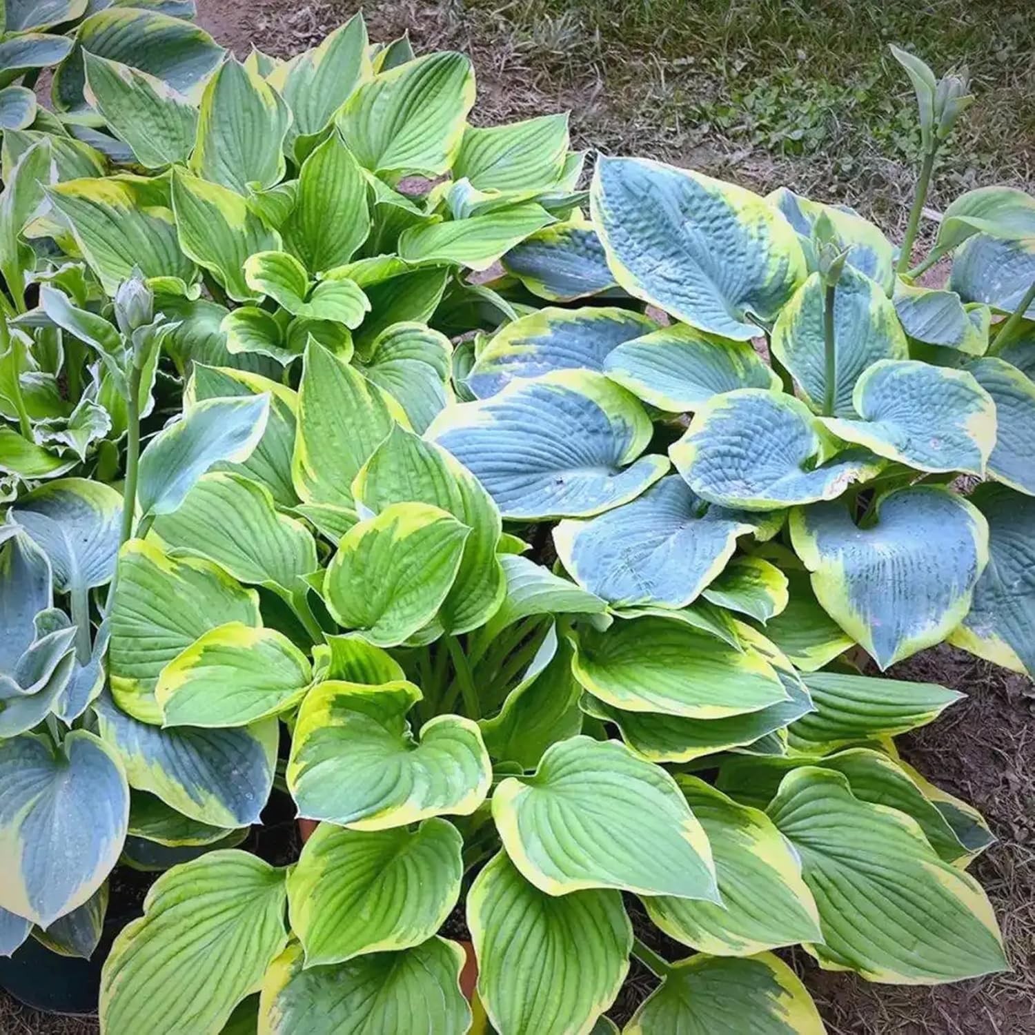 220+ Hosta Seeds Blue Perennial for Planting,Hosta Seeds Blue and Black,Rare Hos