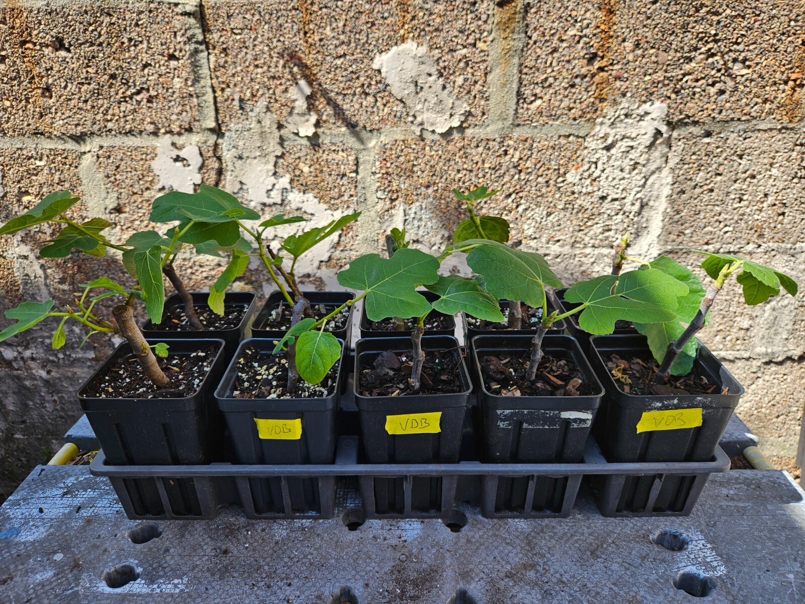 Fig Tree Starter plant – Rooted from cuttings