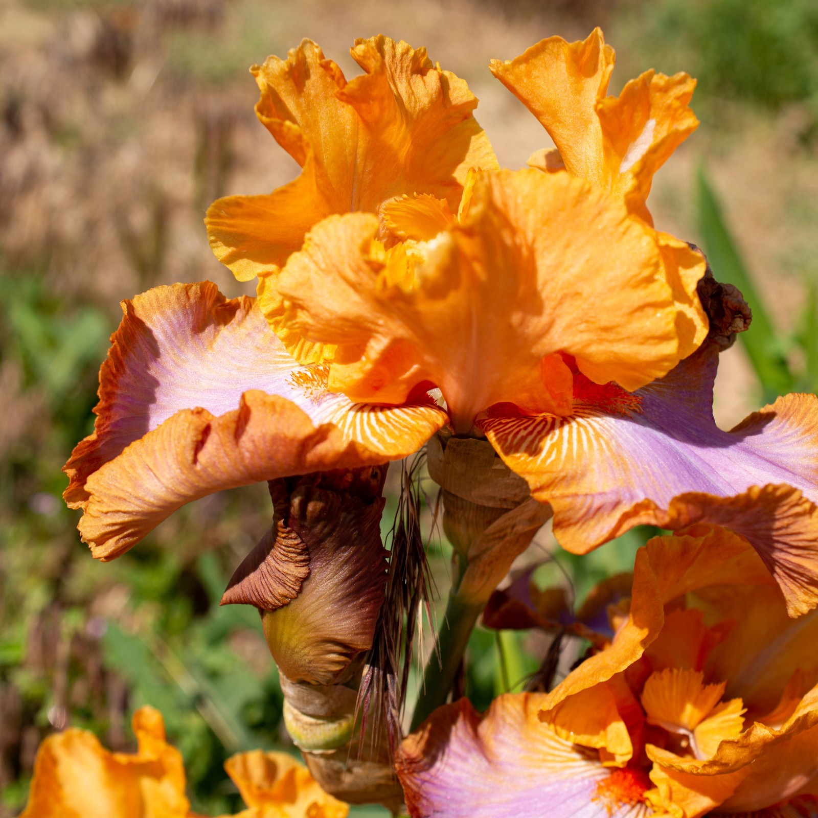 ** GRAND CANYON SUNSET ** Tall Bearded Iris. Combined Shipping: Jul – Sep