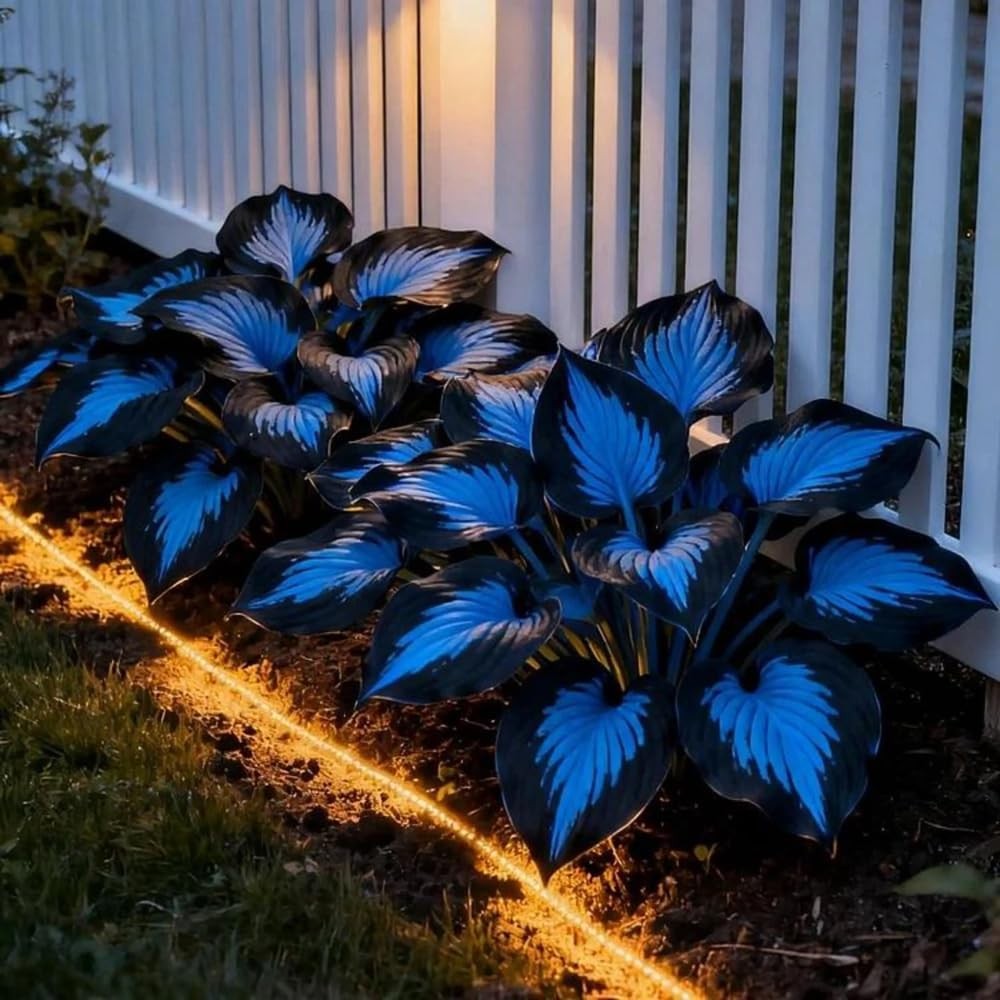 220+ Hosta Seeds Blue Perennial for Planting,Hosta Seeds Blue and Black,Rare Hos