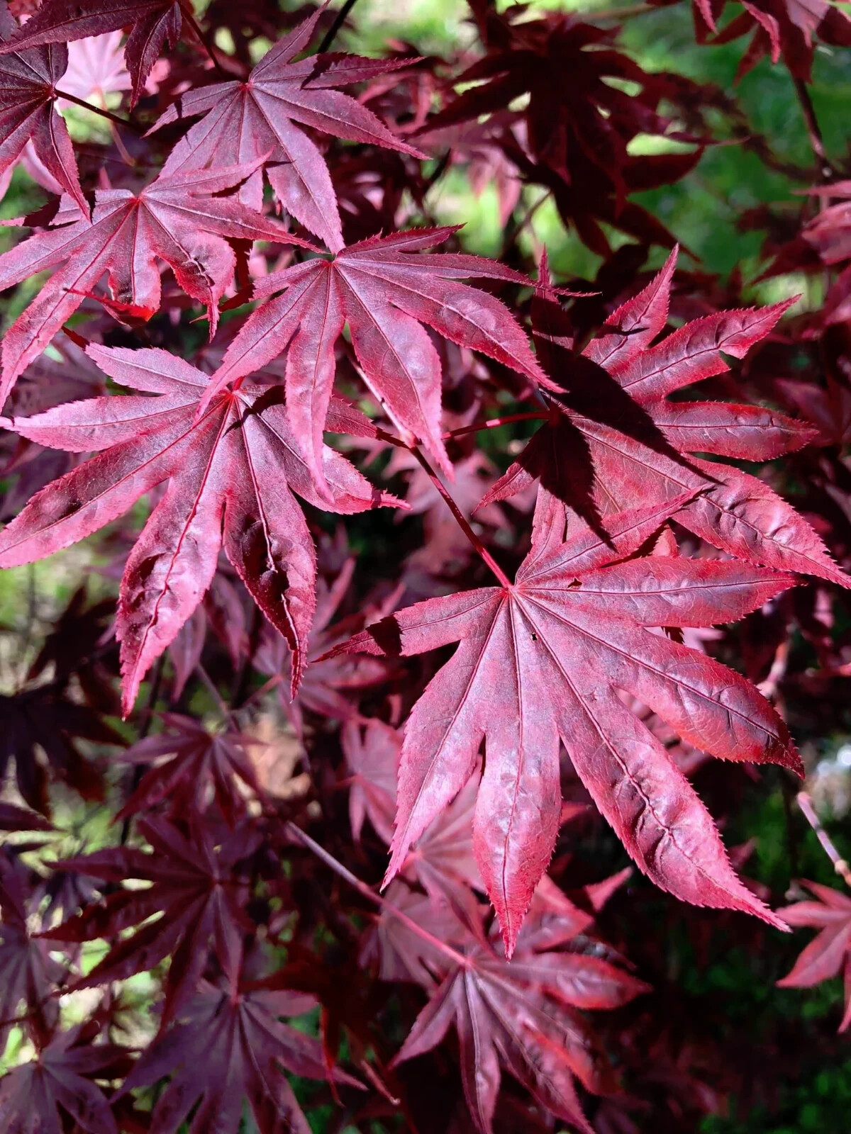 The Dragon Tears Japanese Maple Tree with Low Branching Effects~15 Seeds