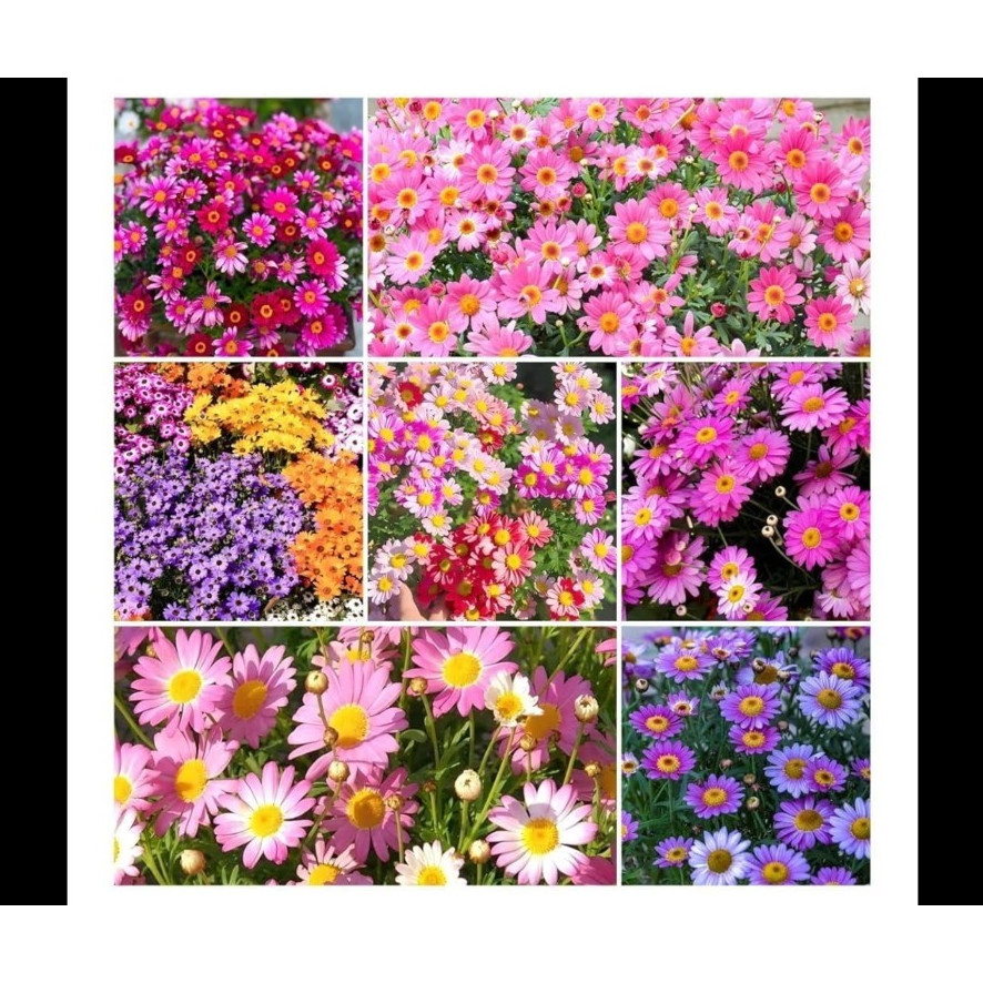 Daisy Perennial Flowering Plants Pink Purple Yellow White Bellis Broadleaf