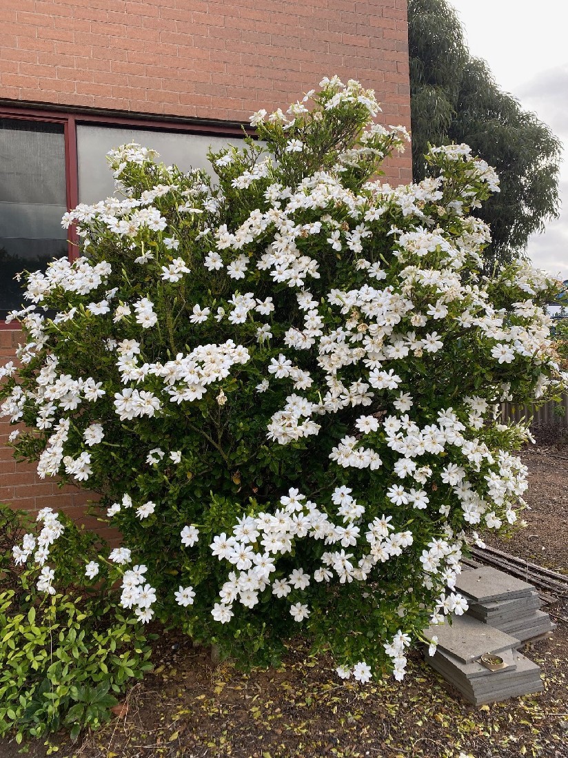 Gardenia Thunbergia aka Wild Gardenia 5 Seeds Free Shipping!