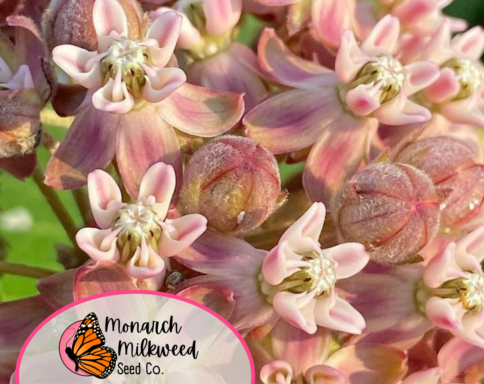 BULK COMMON MILKWEED SEEDS | Monarch Butterfly Native Flower, Asclepais Syriaca