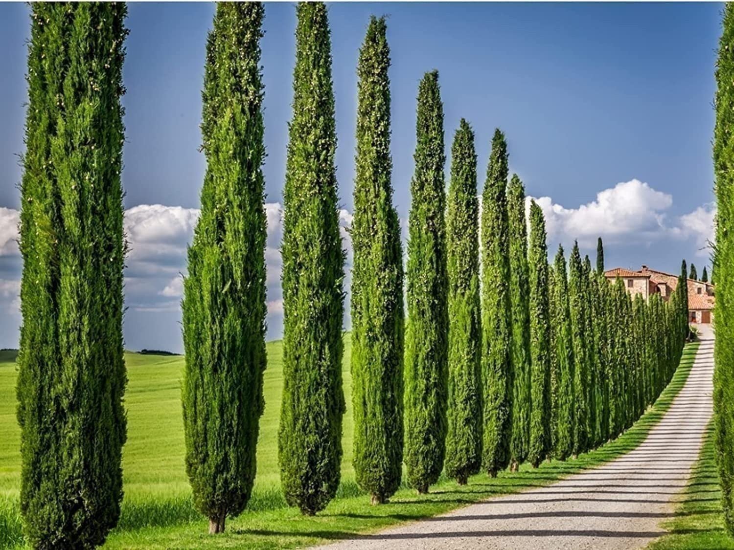 Italian Cypress | 2 Inch | Cupressus sempervirens | Low Maintenance | Hardy
