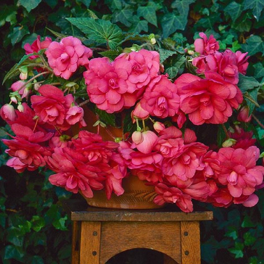 Begonia Seeds Begonia Sun Dancer Pink 15 Pelleted Seeds Trailing Begonia