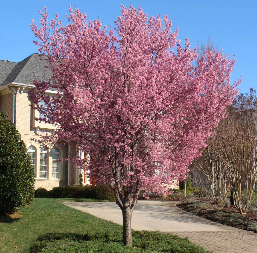 Set of 2 Okame Flowering Cherry Trees – Live Plant in 2.5-Inch Pots (6–12” Tall)
