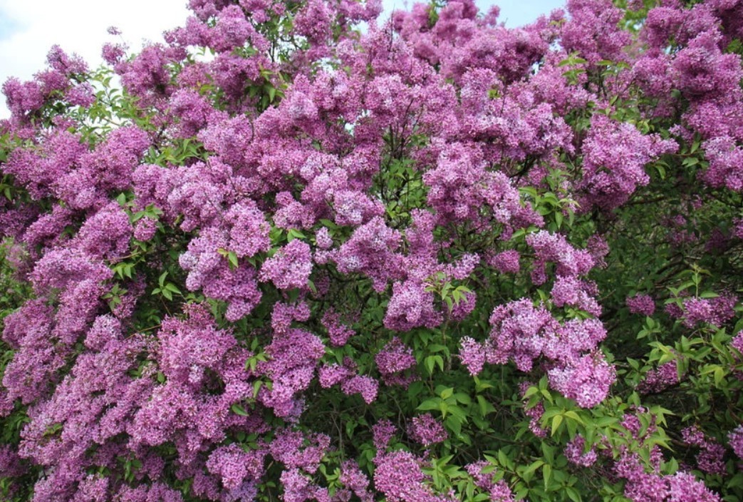 Free Shipping – Set 3 Old Fashion Lilac Live Plants – 20-30″ Tall – Fragrant