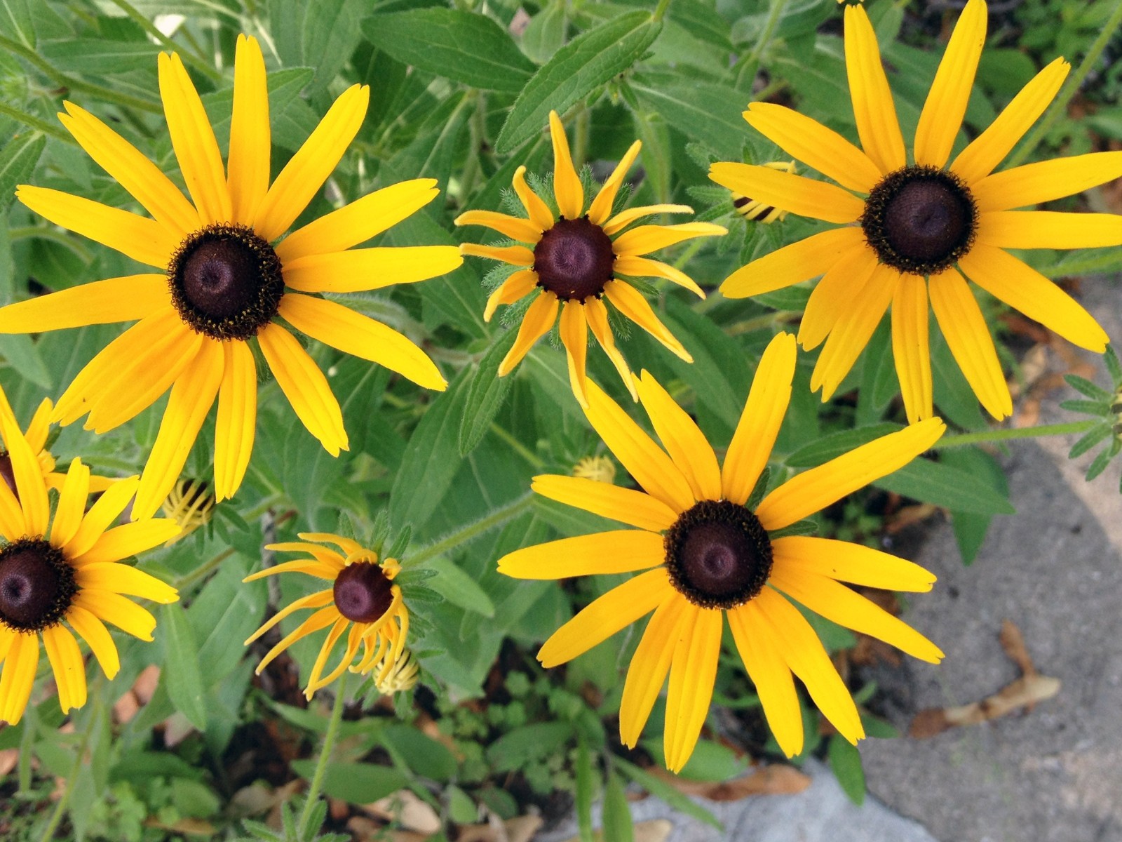 Black Eyed Susan Flower Seeds Rudbeckia Hirta Free Shipping!