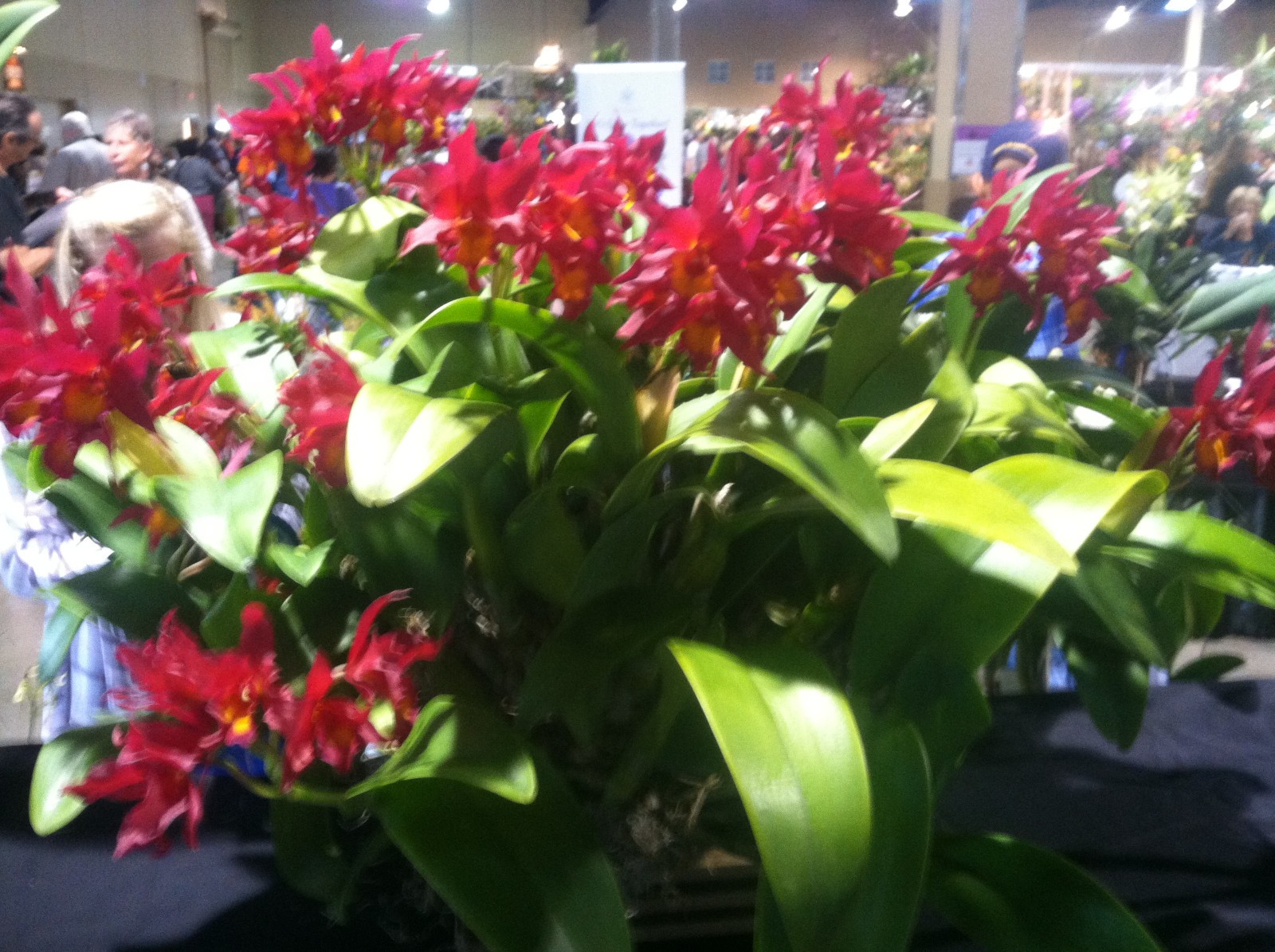 C. Warpaint `Lenette’ HCC/AOS Original Division Cattleya Orchid Plant
