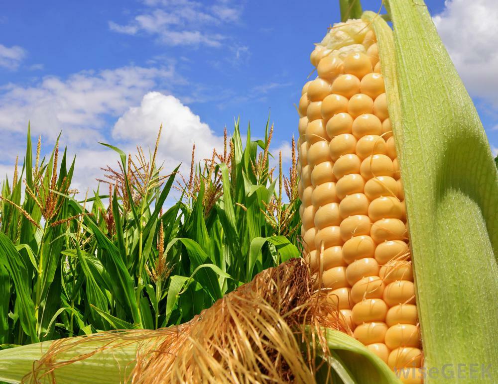 Sweet Corn ‘Heirloom Mix’ 100+ Seeds DELICIOUS NON-GMO flavorful YUM easy 2 grow
