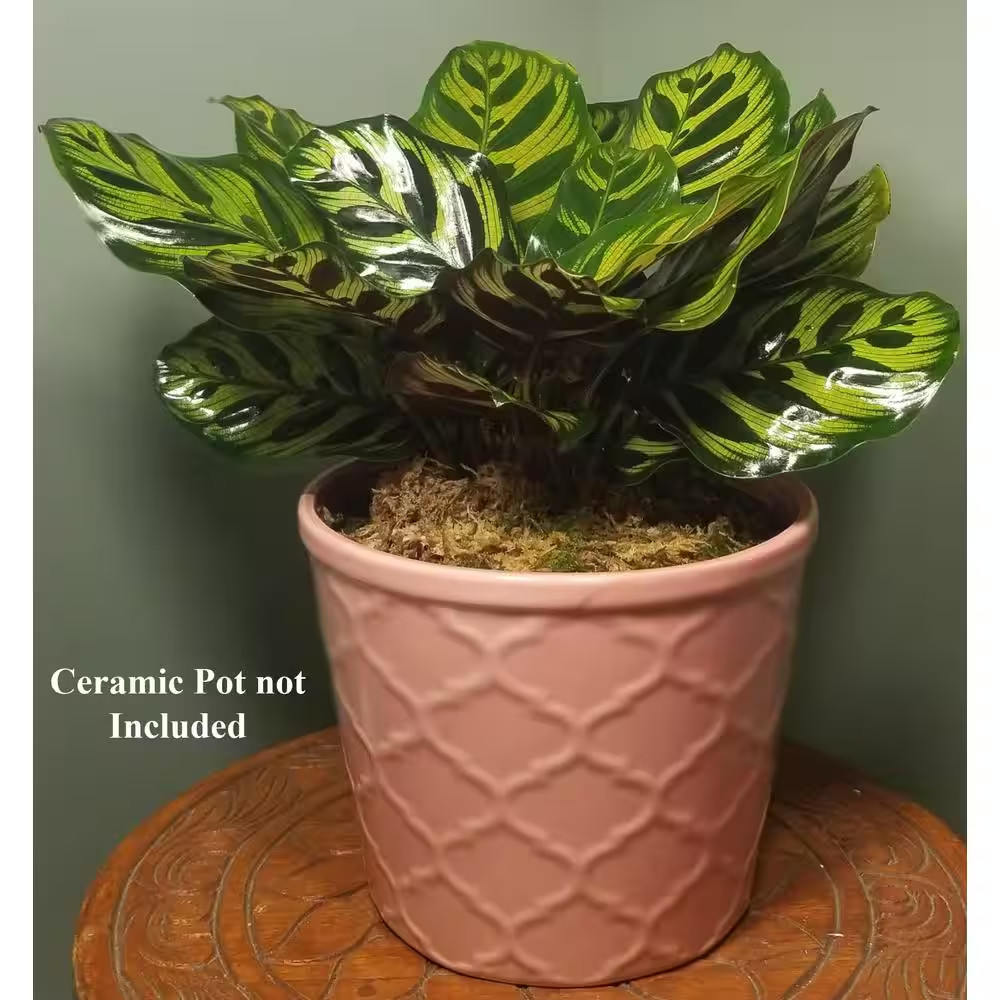 Peacock Plant in 6 In. Grower Pot