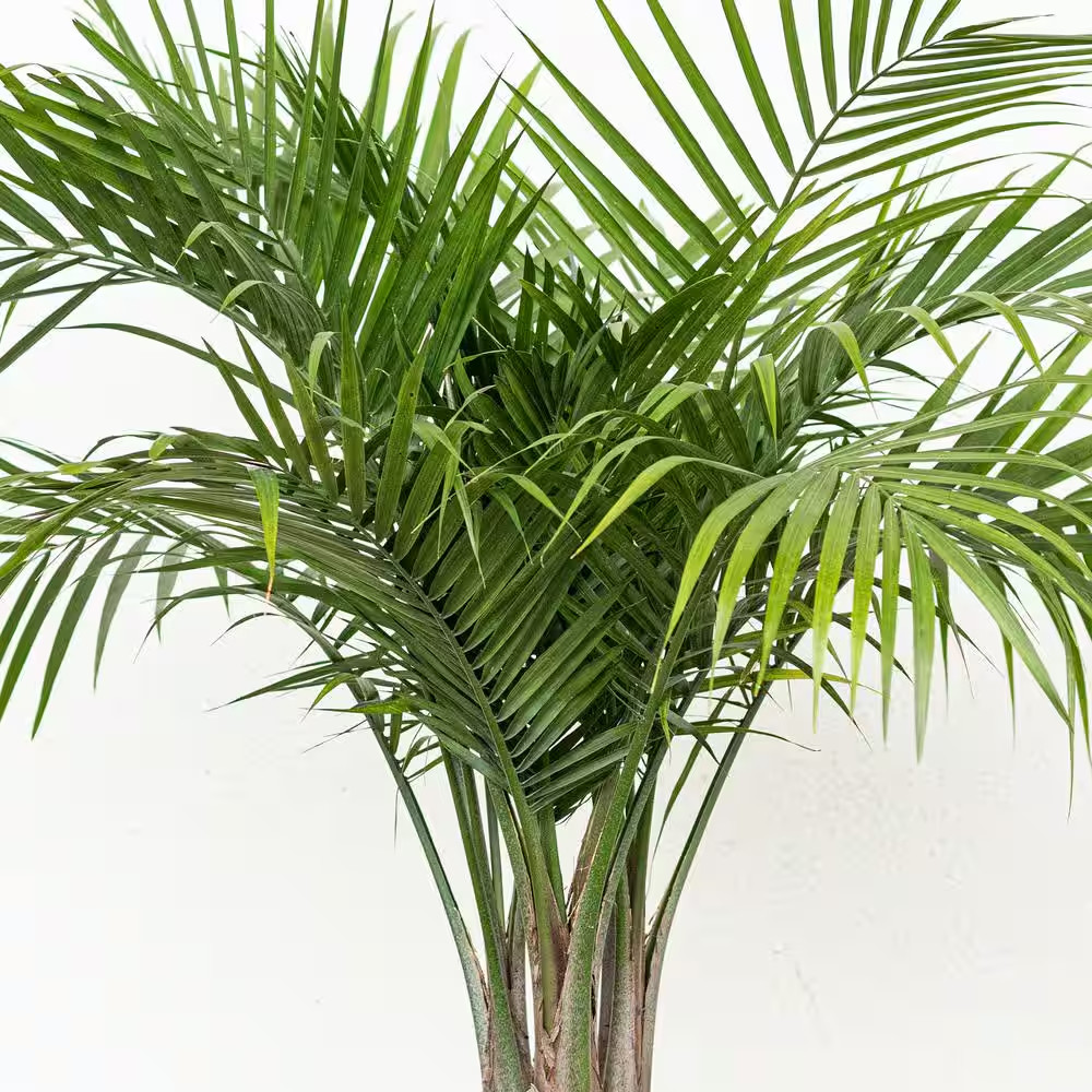 Majesty Palm Live Indoor Outdoor Plant in 10 Inch White Decor Pot