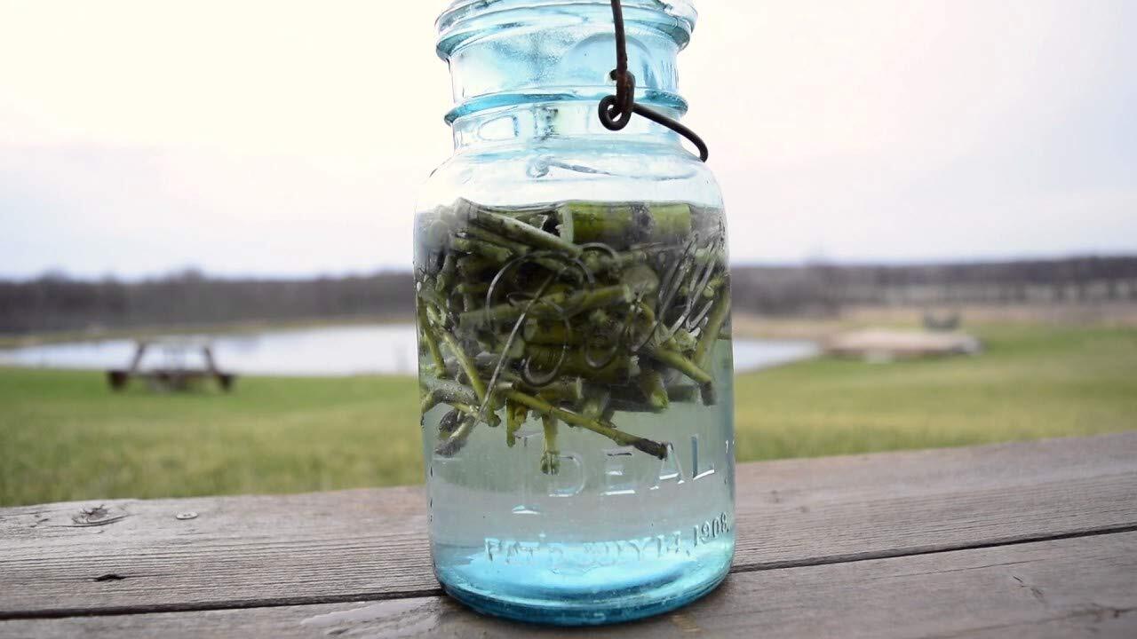 50 Thin Hybrid Willow Tree Cuttings | 1/4 inch or Smaller. 50 Thin Cuttings