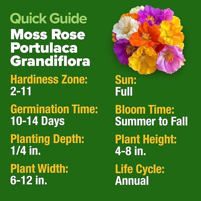HOME GROWN 47000+ Moss Rose Seeds (Bulk Pack) Annual Flower for Ground Multi