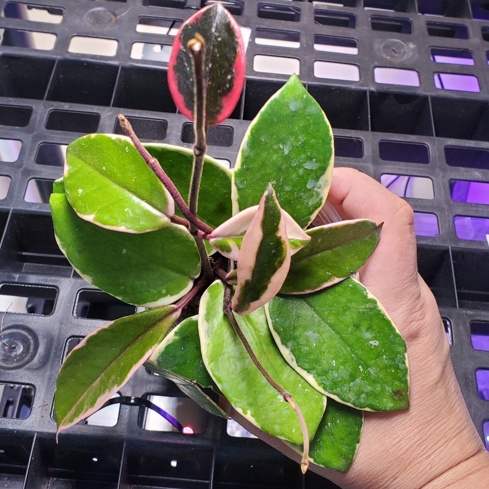 Hoya Flamingo Dreams Purple Pride Tropical Vining Houseplant 3″ pot