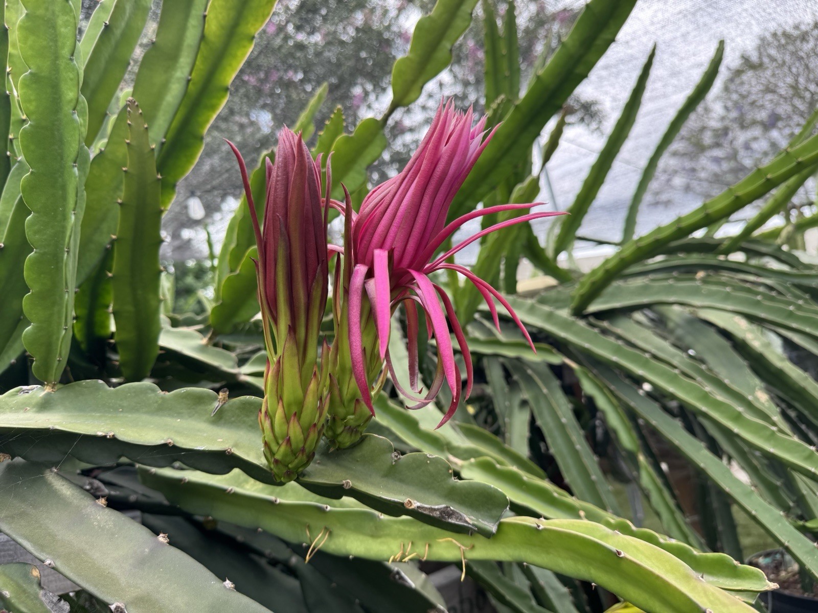 3 A5 DRAGON FRUIT CUTTING 10-12 Inches Check Description