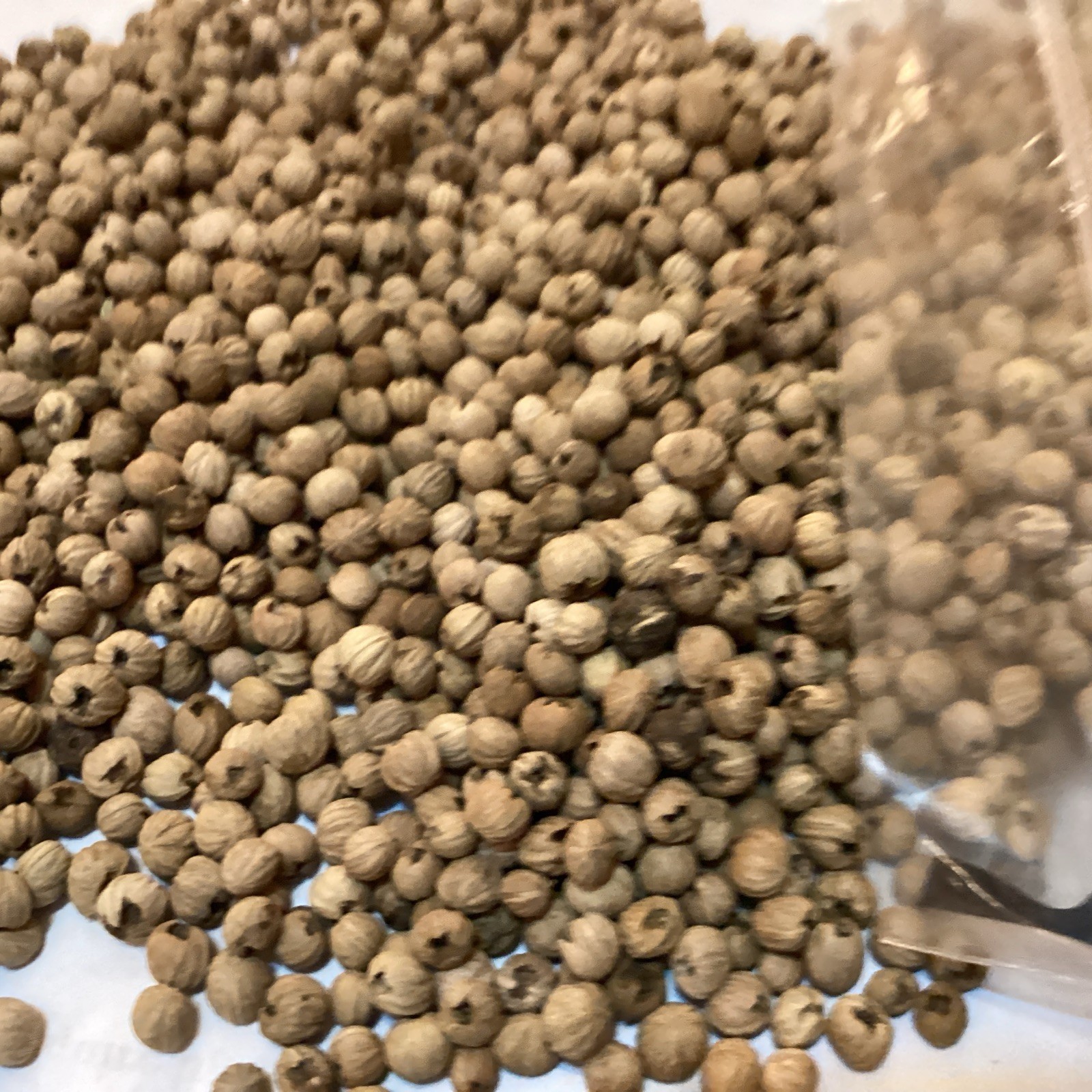 Giant Dogwood Tree Seeds (CORNUS CONTROVERSA)