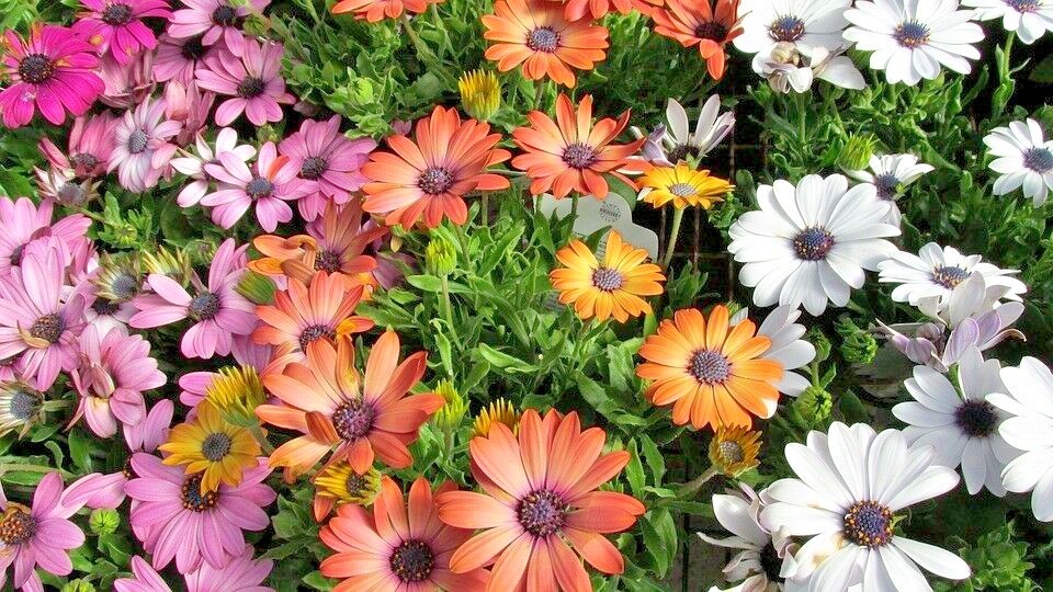 201+AFRICAN DAISY Cineraria Mix Flower Seeds Cape Marigold Drought Tolerant Easy
