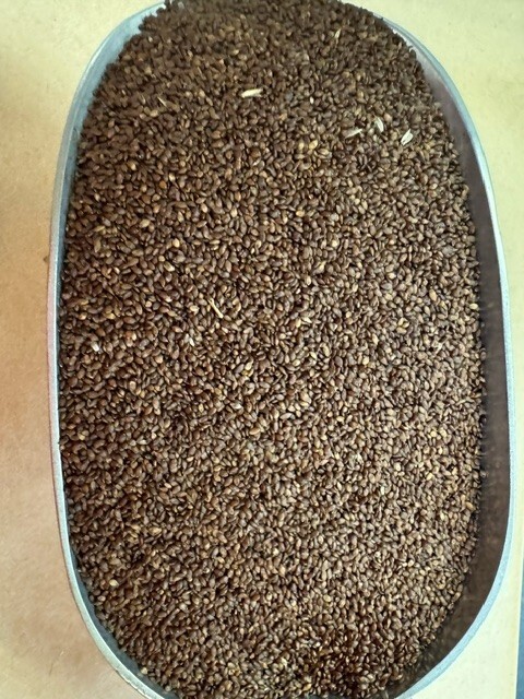 Centipede Grass Seed – Raw 1 LB FREE SHIPPING – WE SHIP FAST