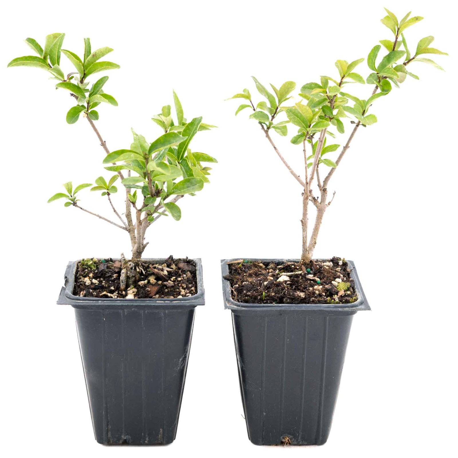 2 Lodense Privet Plants in 3.5″ Cubes, Compact Dwarf Evergreen Shrub (Ligustrum)
