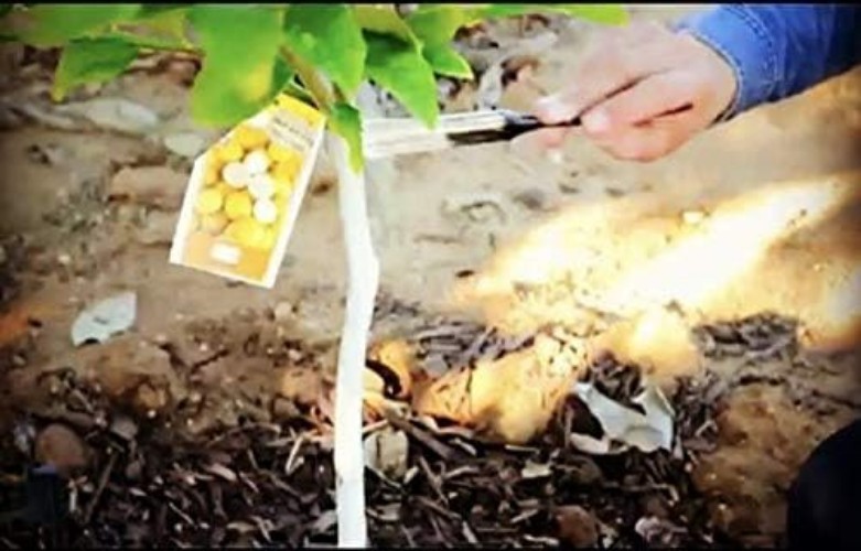 Eco-Conscious 3-in-1 Plant Care Solution – Perfect for Summer & Winter Defense