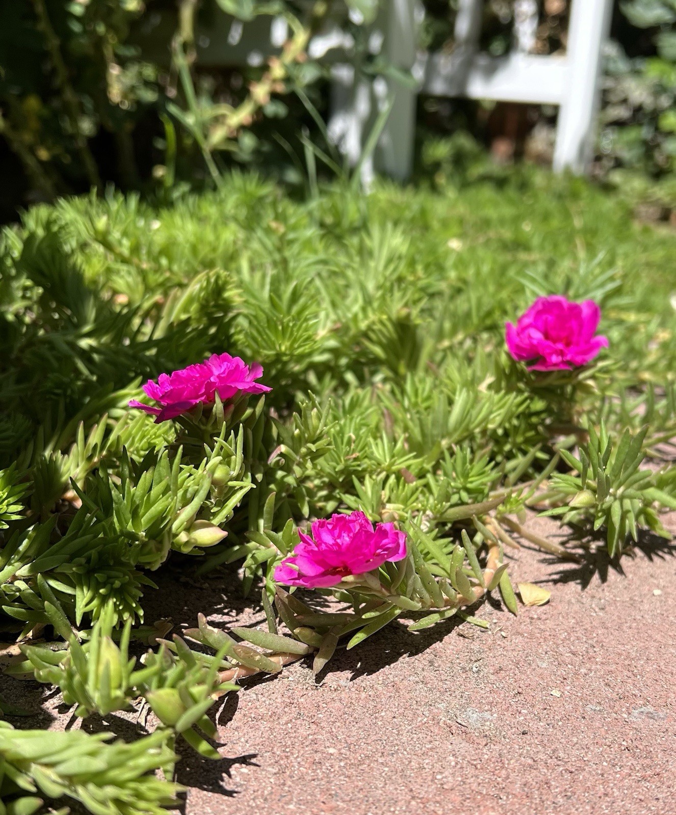 7 Cuttings Magenta Double Massive Bloom – Portulaca Moss Rose – US Seller