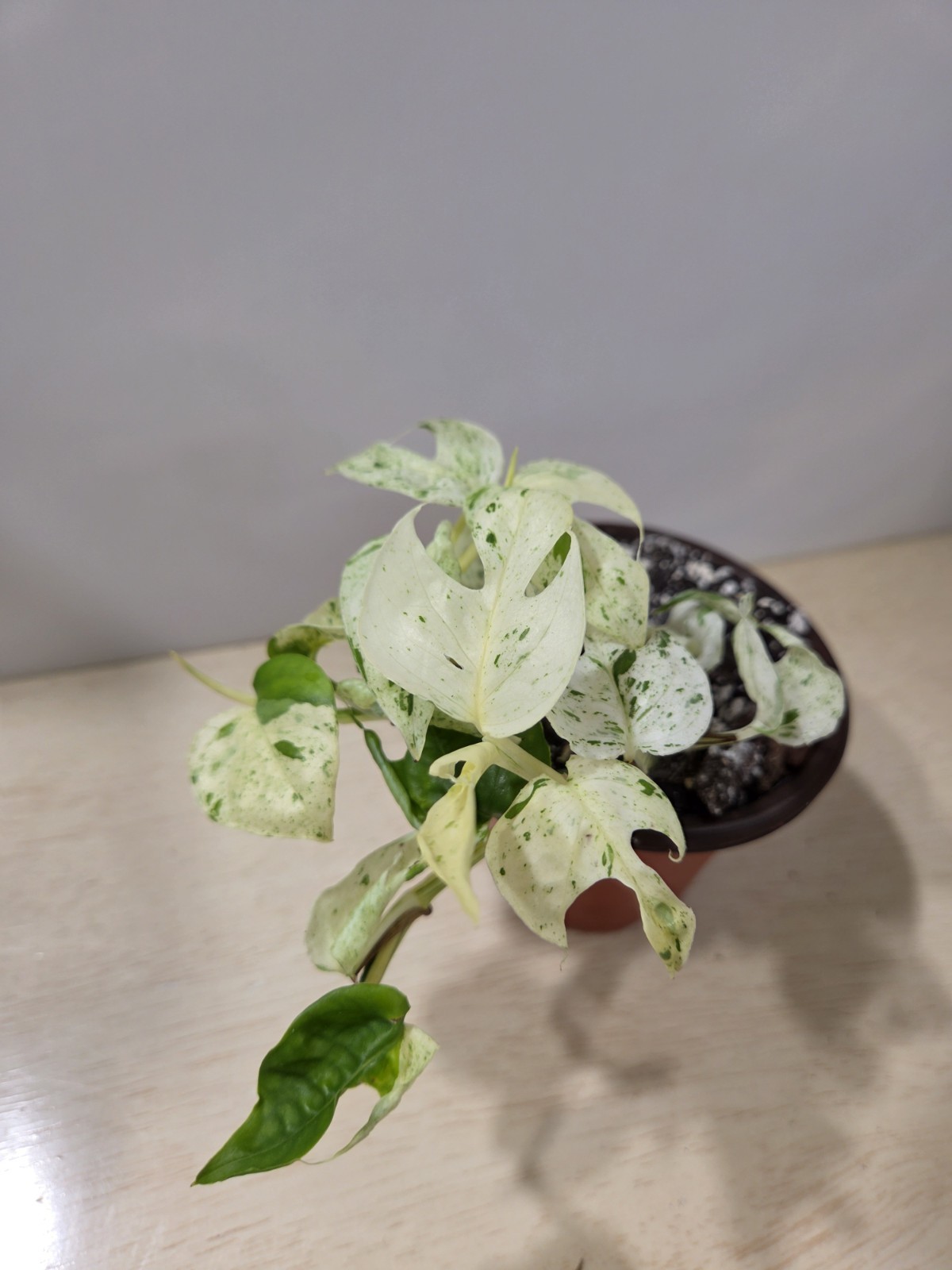 Epipremnum Pinnatum Marble – 3″ Pot, Exact Plant